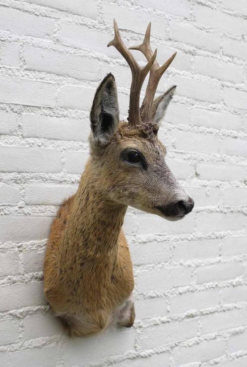 Nieuw opgezette kop REE BOK in zomervel met groot gewei (H), Verzamelen, Dierenverzamelingen, Nieuw, Gewei of Kop, Hert, Ophalen of Verzenden