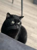Britse korthaar kater, Dieren en Toebehoren, Katten en Kittens | Raskatten | Korthaar, 0 tot 2 jaar, Kater, Gechipt