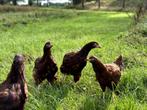 Jonge tamme Rhode Island Red kippen, gesekst en ingeënt, Dieren en Toebehoren, Pluimvee, Vrouwelijk, Kip