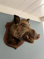 Opgezet zwijn - Taxidermie, Verzamelen, Ophalen, Zo goed als nieuw, Opgezet dier