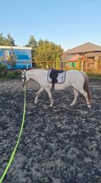 Leuke lieve bixi pony 13 jaar, Dieren en Toebehoren, Pony's, Merrie, B pony (1.17m tot 1.27m), Gechipt, 11 jaar of ouder