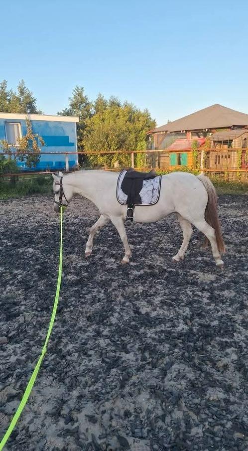 Leuke lieve bixi pony 13 jaar, Dieren en Toebehoren, Pony's, Merrie, B pony (1.17m tot 1.27m), 11 jaar of ouder, Met stamboom