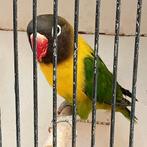 Prachtige agapornis personata wildkleur man, Mannelijk, Dwergpapegaai of Agapornis, Geringd