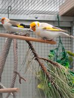 Putters Major. Witkop-Agaat, braunpastell, Satinet von 2025., Meerdere dieren, Geringd