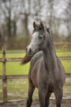 Prachtige Arabische hengstveulens te koop, Dieren en Toebehoren, Recreatiepaard, Hengst, 0 tot 2 jaar, Gechipt