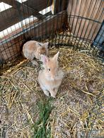 Dwergkonijnttjes ram en voedster, Dieren en Toebehoren, Meerdere dieren, Dwerg, 0 tot 2 jaar