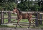 Merrieveulen springgericht Corlou PS (Cornet x Baloubet), Dieren en Toebehoren, Paarden, Merrie, Springpaard, 0 tot 2 jaar