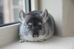 chinchilla blue slate vrouwtje (lees ook de omschrijving), Augustus, Vrouwelijk, Chinchilla