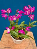 Orchidee Dendrobium Kingeanum p12 (3), Ophalen of Verzenden, Halfschaduw, Minder dan 100 cm