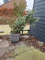 Olijfwilg in pot, Ophalen, Overige soorten, Minder dan 100 cm