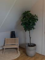 kunst magnolia, Ophalen, Volle zon, Overige soorten, 100 tot 250 cm