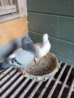 Postduiven koppel jongen, Dieren en Toebehoren, Vogels | Duiven, Meerdere dieren, Postduif
