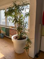 Grote verlichte bloempot, Tuin en Terras, Bloempotten, Ophalen, Rond, Kunststof, Binnen