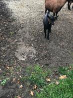 Dwerggeiten bokje, Dieren en Toebehoren, Schapen, Geiten en Varkens, Mannelijk, Geit, 0 tot 2 jaar