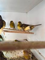 Glosters zie foto’s, Dieren en Toebehoren, Meerdere dieren, Postuurkanarie