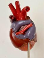 Vintage Anatomisch Model Hart van een Vis SOMSO West-Germany, Antiek en Kunst, Ophalen of Verzenden