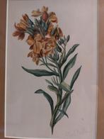 Aquarel Gerardine van de Sande Bakhuyzen - Botanisch, Ophalen of Verzenden