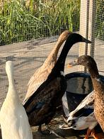 Indische loopeend woerd, Dieren en Toebehoren, Pluimvee, Mannelijk, Eend