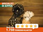 Hollandse Kuifhoenders | leuke kipjes | krielkippen, Dieren en Toebehoren, Pluimvee, Kip, Meerdere dieren