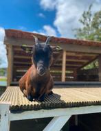 Dwerggeit ooi, Dieren en Toebehoren, Schapen, Geiten en Varkens, Vrouwelijk, Geit