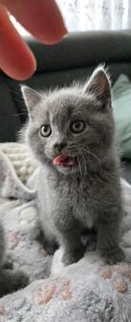 Britse Korthaar Kittens