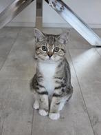 Katten, Dieren en Toebehoren, Katten en Kittens | Overige Katten, Meerdere dieren