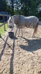 Lieve spaanse ruin zie omschrijving, Dieren en Toebehoren, Ruin, Recreatiepaard