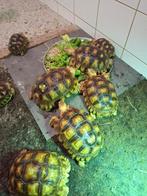 Sulcata / Sporenschildpadden, Dieren en Toebehoren, Reptielen en Amfibieën, 0 tot 2 jaar