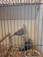 Koppel diamantduiven, Meerdere dieren