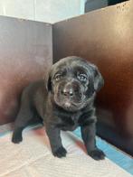 Mooie lieve labrador pups te koop, Dieren en Toebehoren, 8 tot 15 weken, Labrador retriever, Meerdere, Meerdere dieren