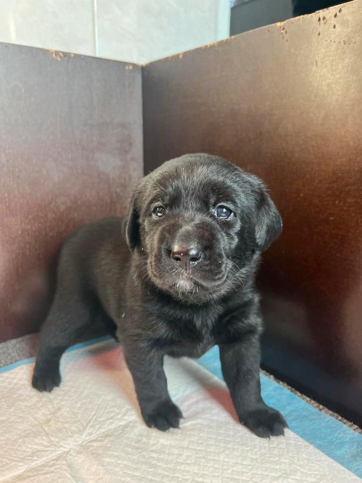 Mooie lieve labrador pups te koop, Dieren en Toebehoren, Honden | Retrievers, Spaniëls en Waterhonden, Meerdere dieren, Labrador retriever