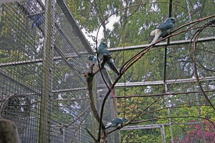 Roodkopkakariki, Dieren en Toebehoren, Vogels | Parkieten en Papegaaien, Parkiet, Meerdere dieren, Geringd