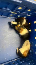 Cavia’s beertjes, Dieren en Toebehoren, Knaagdieren, November, Meerdere dieren, Cavia