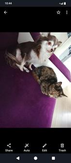 Half Brite kitten, Dieren en Toebehoren, Katten en Kittens | Raskatten | Korthaar, Poes