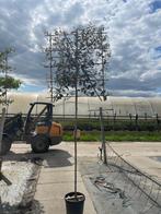 Groenblijvende leibomen in soorten, Tuin en Terras, Planten | Bomen, Ophalen of Verzenden, Halfschaduw, Overige soorten
