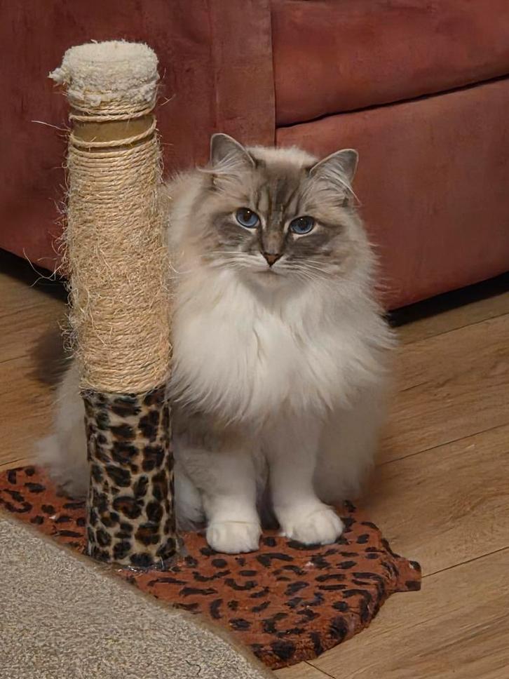 Ragdoll Poes, Dieren en Toebehoren, Katten en Kittens | Raskatten | Langhaar, Poes