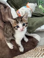 Half britse korthaar kittens, Dieren en Toebehoren, Meerdere dieren, Kortharig, 0 tot 2 jaar