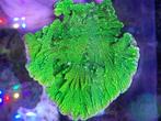 Montipora spongodes flinke stekken te koop, Dieren en Toebehoren, Vissen | Aquariumvissen, Overige typen