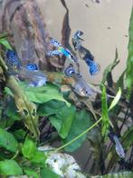 Baby guppen kruising bleu moscow, Dieren en Toebehoren, Vissen | Aquariumvissen, Vis