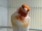 Putters, Dieren en Toebehoren, Vogels | Overige Vogels, Meerdere dieren, Wildzangvogel