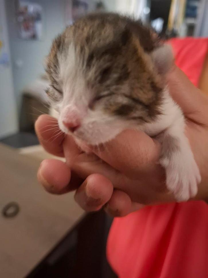 3 mooie kittens, Dieren en Toebehoren, Katten en Kittens | Overige Katten, Kortharig, Geslacht onbekend, 0 tot 2 jaar