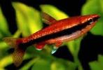 Nannostomus beckfordi red - Potloodvisje - Koidream Valburg, Dieren en Toebehoren, Vissen | Aquariumvissen, Vis, Zoetwatervis