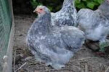 KNUFFELKIPPEN........... beschikbaar voor biedingen