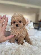 Exclusieve Maltipoo F1 Micro pup (Maltezer/Aaian Toy Poedel), Dieren en Toebehoren, Honden | Chihuahua's en Gezelschapshonden