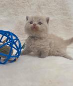 Britse korthaar kittens met stamboom en garantie!, Dieren en Toebehoren, Katten en Kittens | Raskatten | Korthaar, Meerdere dieren