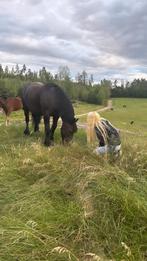 Verzorgpony gezocht/ verzorger aangeboden, Dieren en Toebehoren, Toebehoren, 1 paard of pony
