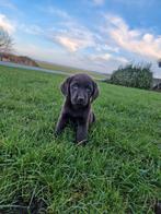 Superlieve gezonde chocoladekleur  labrador pups., Dieren en Toebehoren, Honden | Retrievers, Spaniëls en Waterhonden, Parvo, 8 tot 15 weken