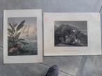 23 / 2 zeldzame originele 19e eeuwse etsen van de leeuw, Antiek en Kunst, Kunst | Etsen en Gravures, Ophalen of Verzenden