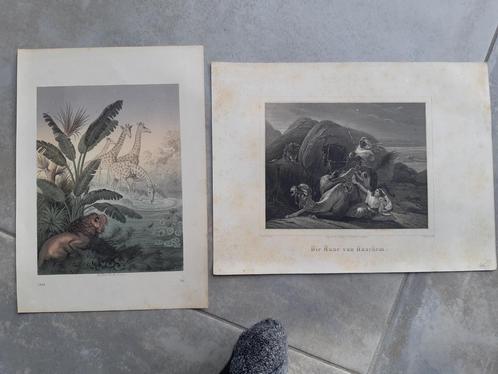 23 / 2 zeldzame originele 19e eeuwse etsen van de leeuw, Antiek en Kunst, Kunst | Etsen en Gravures, Ophalen of Verzenden