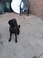 Huisje gezocht, CDV (hondenziekte), 1 tot 2 jaar, Teef, Eén hond